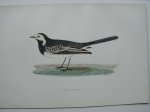antique bird print. - Pied Wagtail. Antique bird print. (Kwikstaart)