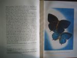 Handschin, Eduard - aquarellen van Walter Linsenmaier - De wonderwereld der tropische vlinders