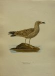 Wright, M. W. und F. von - Larus Fuscus Lin. Originele litho uit Svenska fåglar