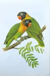 Ostenrath, Friedrich / Attenborough, David - Ars Naturalis 3 delen: Exotische Vogels, Wilde Bloemen, Kevers / Life on Earth