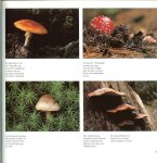 Hans P Schaub unf Fotos  Rolf Bäppler - Der Pfälzerwald: Pflanzen - Tiere - Felsen