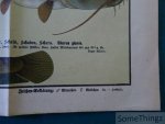 Prof. Dr. Rascke - Prof. Dr. Rasckes Tafel einheimischer Süsswasserfische. [Graser's Nuturwissenschaftliche und Landwirtschaftliche Tafeln. No. 5.]