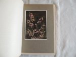 Nuttall, G. Clarke - Beautiful flowering shrubs, by G. Clarke Nuttall, B. SC. With 40 illustrations from autochromes by H. Essenhigh Corke.
