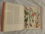 Barbara Everard - Brian D Morley; B. Everard - WILD FLOWERS of the World