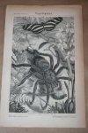  - Antieke prent - Spinnen Vogelspin - Circa 1875