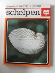 Angeletti, Segio e.a. Illustrator : Bevilacqua, C. - Schelpen (standaard beeld in kleur deel 10)
