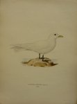 Wright, M. W. und F. von - Pagophila Eburnea Phipps Originele litho uit Svenska fåglar