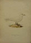 Wright, M. W. und F. von - Pagophila Eburnea Phipps Originele litho uit Svenska fåglar