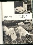 Jowett, Peter - Introducing Kittens