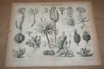  - Antieke prent - Diverse soorten cactussen  - Circa 1875