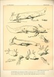 Paul Flanderky 1872-1937. - (DECORATIEVE PRENT,  LITHO - DECORATIVE PRINT, LITHOGRAPH -) # 76 - Gill newt - Amblystoma Axolotl ---  Seetiere -- Naturstudien für Kunst u. Kunstgewerbe