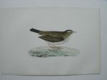 antique bird print. - Meadow Pipit. (graspieper).