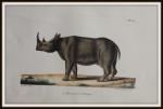 BUFFON et DAUBENTON, - Afrikaanse neushoorn, 1833, plaat 317