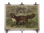 Ad. Lehmann - Fox - Fuchs - Renard ( Canis Vulpes)