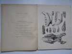 Pomel, A.. - Paléontologie monographies/ les suilliens, porciens; carte géologique de l'Algérie.