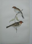 antique bird print. - Little Bunting. Antique bird print. (Dwerggors).