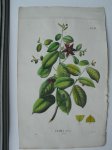 antique print (prent) - Uvaria Javana.