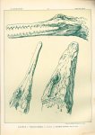 Paul Flanderky 1872-1937. - (DECORATIEVE PRENT,  LITHO - DECORATIVE PRINT, LITHOGRAPH -) # 73- Caiman: Tomistoma Schlegeli - Crocodilus Rhombifer ----  Seetiere -- Naturstudien für Kunst u. Kunstgewerbe
