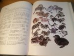 Fjeldsa, Jon - The Grebes  - Oxford Bird Families of the World