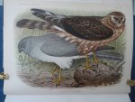Oort, E.D. van. - Ornithologia Neerlandica. De vogels van Nederland. Oort, E.D. van. - Ornithologia Neerlandica. De vogels van Nederland.