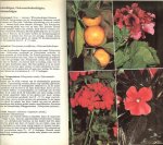 Bechtel, H  .. met 53 tekstafbeeldingen van Sigrid Haag  en vertaald door J. Mart. Duiven - Wat bloeit op tafel en voor het raam ? - 120 kamerplanten in kleuren