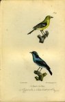 BUFFON et DAUBENTON - Gele kwikstaart / Grijze kwikstaart. Uit: Oeuvres complètes de Buffon suivies de ses continuateurs Daubenton, Lacépéde, Cuvier, Duméril, Poiret, lesson et Geoffroy-St-Hillaire