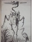 Cornelius van Dyk - Osteologia of nauwkeurige geraamt beschryving van verscheyde dieren Cornelius van Dyk - Osteologia of nauwkeurige geraamt beschryving van verscheyde dieren