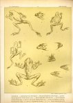 Paul Flanderky 1872-1937. - (DECORATIEVE PRENT,  LITHO - DECORATIVE PRINT, LITHOGRAPH -) # 26 - Frogs no 4 ----  Seetiere -- Naturstudien für K unst u. Kunstgewerbe