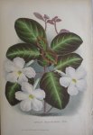 Pannemaeker, P. de - Originele chromolitho  Episcia chontalensis