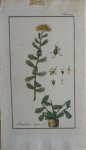 Zorn, J. - Rhodiola rofea Tab. 223 Originele handgekleurde kopergravure