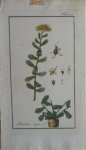 Zorn, J. - Rhodiola rofea Tab. 223 Originele handgekleurde kopergravure