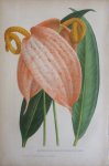 Pannemaeker, P. de - Originele chromolitho  Anthurium schertzerianum