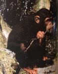 Constable, Tamsin - Chimpansees, sociale woudbewoners