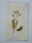 antique print (prent) - De Zuringvlinder, acronycta rumicis. Het koevinkje, Epinephele hyperanthus.