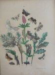 Berge - Originele litho nr. 24 uit Berge`s Schmetterlings-Buch