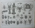 Oken, Lorenz - Krebse Spinnen Taf XXI. Originele litho.