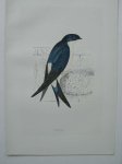 antique bird print. - Martin. Antique bird print. (Zwaluw).