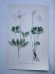 antique print (prent) - Tovsippa, anemona silvestris l.