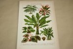  - Antieke kleuren lithografie - Bladplanten - circa 1905