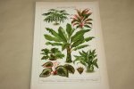  - Antieke kleuren lithografie - Bladplanten - circa 1905