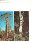 Kümmerly Walter ... De welzijnswerkingen van het bos door Ir.J.J.Westra - Bos & Bomen ... Boreale naaldbossen en tropische wouden, Sparrenbos met dwergberken Alaska. Troika,driespanslede in het Siberische oerwoud. Lianen in het Zuidamerikaanse regenwoud en Epifyten in het braziliaanse oerwoud