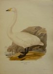 Wright, M. W. und F. von - Cygnus Cygnus Lin. Originele litho uit Svenska fåglar
