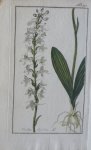 Zorn, J. - Orchis bofolia Tab. 337 Originele handgekleurde kopergravure