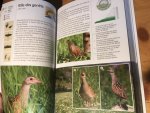 Caula, B, PL Beraudo, M Pettavino - Oiseaux des Alpes
