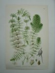 antique print (prent) - Honsarv, ceratophyllum demersum L. (grof hoornblad).