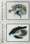 Abram Rutgers 21864 - Europäische Vögel (Band 1 & 2) Farbige Reproduktionen aus John Goulds The Birds of Europe