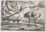 Wenzel Hollar (1606-1677) after Francis Barlow (c.1626-1704) - Antique print, etching | Bustards [set: Diversae avium species]/Ganzen, 1662, 1 p.