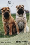 D. van Houten - Shar-Pei / Basisgids dierenverzorging