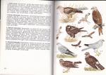Guggisberg, C.A.W. - Onze vogels; deel 2