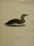 Wright, M. W. und F. von - Colymbus Stellatus Pontopp. Originele litho uit Svenska fåglar